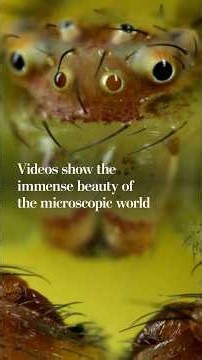 Videos show the immense beauty of the microscopic world