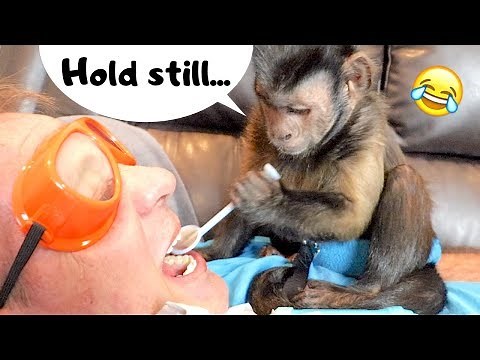 Capuchin Monkey Dentist! (DOCTOR MONKEYBOO)