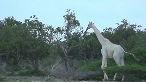 Rare and Stunning Footage of a White Giraffe and Her Baby Wandering Through a Kenyan Preserve