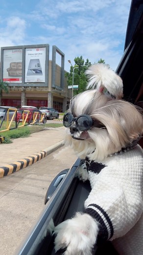 10K reactions · 733 shares | Sana all! Princess❤️ #princessthekikaydog #doglover #fbreelsvideo #foryouシ | FurMom Rose | Facebook