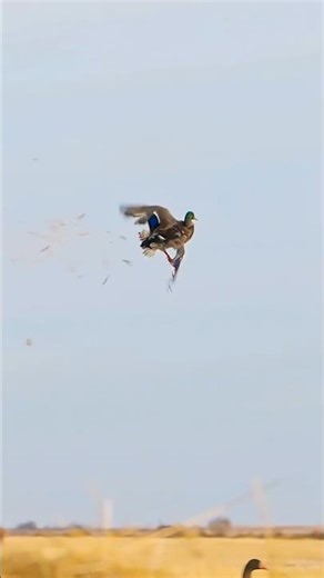 Field duck hunt! 4 Shot S3 Steel Apex! Use code COLE10 to save $$$ #duckseason#duckhunting