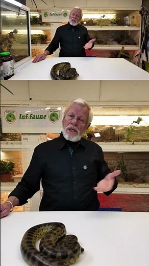 Man-eating anaconda! 🐍