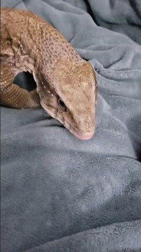 PEELING GIANT LIZARDS SKIN OFF ! 4K WHY ITS DONE