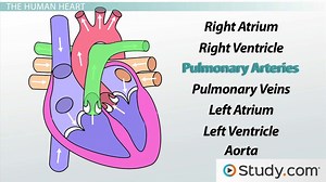 Circulatory System III: The Heart - Video | Study.com