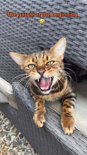 Adorable Bengal Kitten Meowing Compilation