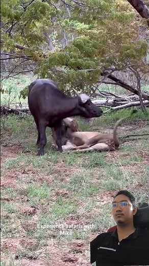 Ultimate Showdown: Buffalo Defends Against a Lion! 🐃🦁 #BuffaloVsLion #WildLife #Nature #Shorts 😱