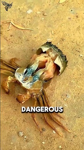 Nature’s Most Dangerous Transformation The Crab Molt #animalfacts #wildlife #facts