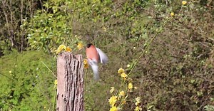 Video by Pixabay on Pexels