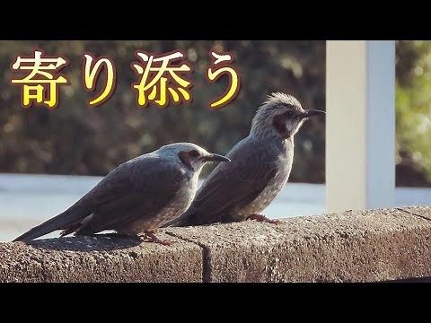 寄り添うヒヨドリのカップル オス メス 見分け方 仲良し Cute brown-eared bulbul. couple 野鳥観察