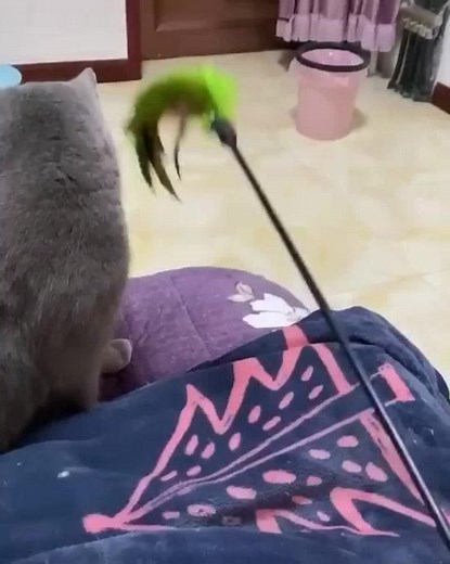 Cats Playing Together with Fun Interactive Toy