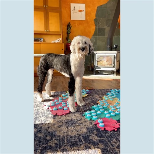 Bunny Gets a Little Impatient and I Get Bumped By a "Dangerous" Dog! | Whataboutbunny