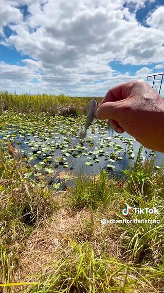 Exciting Bass Fishing Adventure in Swamp Puppy Territory