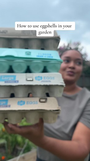 How to use egg shells in the garden to deter soft body insects and to also help with blossom end rot on your tomatoa #gardening101 #gardeningtipsandtricks #tomato #creatorsearchinsights