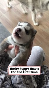 10K views · 327 reactions | Adorable Husky Puppy Howls For The Very First Time This is the cutest sound ever! #puppylife #puppyoftheday #puppydog #pimples #rescue | Animals Pets | Facebook