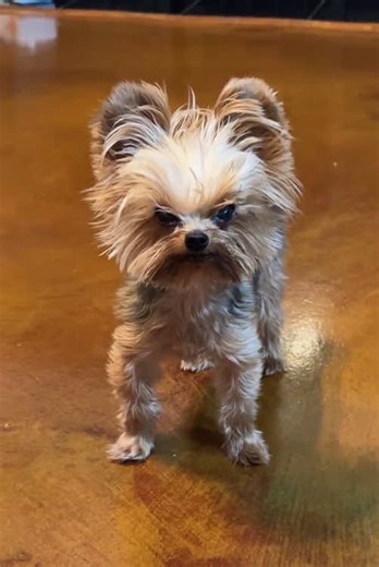 Annoying a puppy is... very cute🥰🥰🥰#dog #love #cute #funny #funnyvideos #funnyvideos