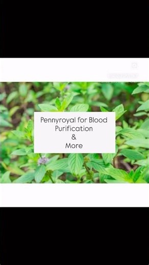 Pennyroyal for Blood Purification