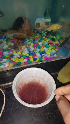 bloodworm fish feeding🐠#fish #aquarium #feeding#shot