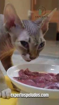 Why is the Devon Rex called the elf cat? 😺🧝 #furryexperts #catfacts #cats