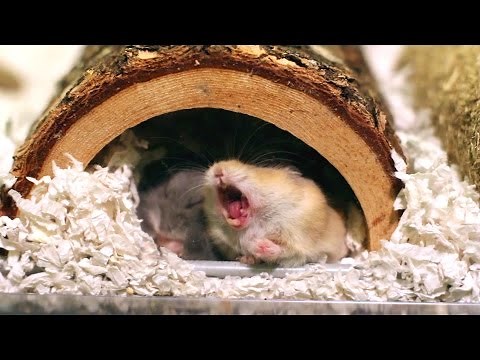 Ever wonder what it looks like when a hamster yawns?
