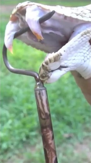 A mesmerizing moment... a snake spitting venom from its mouth in a stunning display. #animals