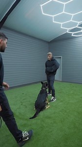 7.7K views · 274 reactions | Some bite work training with one of our young girls Elsa #protectiondogsworldwide #eliteprotectiondogs #germanshepherd #germanshepherdlovers #dogtraining | Protection Dogs Worldwide | Facebook
