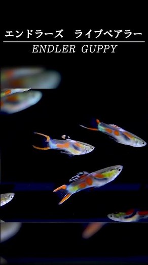 [Guppy Variety Guide #2] Variety: Endler's Livebearer