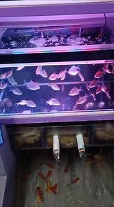 pilih yang mana ya ikan nya guys 😁 #shortvideo #fypシ