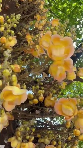 el árbol bala de cañón lo conocias #plantasextrañas#naruralezacuriosa#plantas