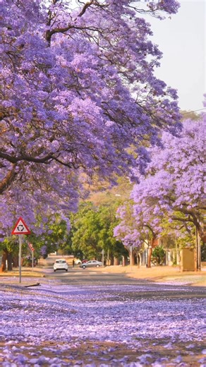 Every spring, Gauteng comes alive in shades of purple as the jacaranda trees burst into bloom, giving Johannesburg and Pretoria their iconic nickname: “Jacaranda Cities.” 🌸💜 From late September to November, streets, avenues, and parks are transformed into a breathtaking purple wonderland. In Johannesburg, neighborhoods like Rosebank, Parkhurst, and Westcliff are perfect for a stroll under the jacaranda canopy. 🇿🇦🤩 Meanwhile, in Pretoria, known as the “Jacaranda City,” areas such as Hatfield