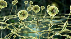 Mucor mold, black fungus, yellow fungus, 3D animation. Opportunistic fungi that cause mucormycosis involving skin, nasal sinuses, brain and lungs. Complication of Covid-19