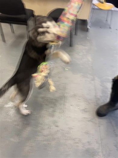 Adopt Otter: Your New Husky Companion Awaits!