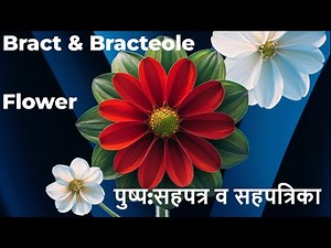 FLOWER: BRACT AND BRACTEOLE. पुष्प:सहपत्र व सहपत्रिका.