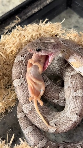 201K views · 1.2K reactions | Hand Feeding My Pets  #exoticanimals | Coltyy | Facebook