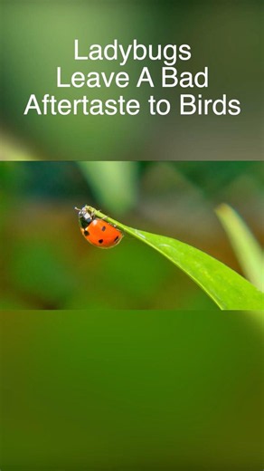 Why Birds Avoid Ladybugs — The Real Reason