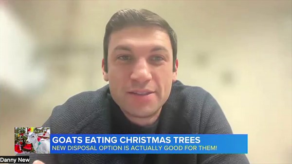 Goats eating Christmas trees