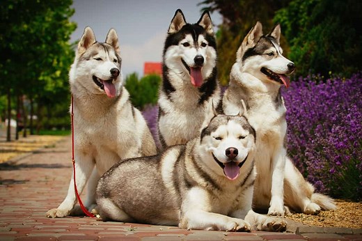 Types of Huskies: 12 Different Types of Husky Dogs - K9 Web