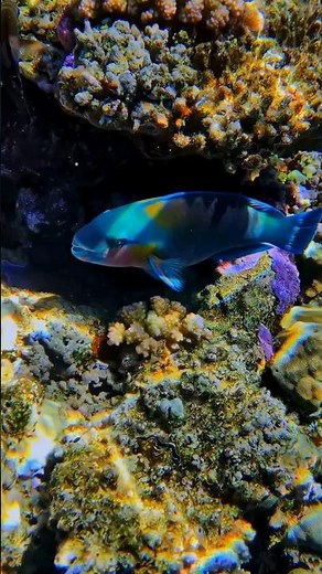 Ocean Rainbow Parrotfish | Parrotfish Eating Coral