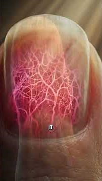 How Your Nails Work | Anatomy of the Nail Bed
