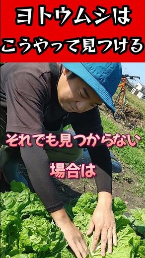 ヨトウムシは意外にも〇〇に隠れている!!#家庭菜園 #農業初心者 #農業 #害虫対策