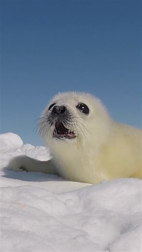 16K views · 575 reactions | Hello you 懶 | Club Ocean | Facebook