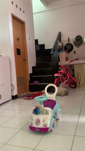 Himalayan Cat (kitten) Play Together In My House