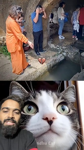 #relatable laughed then got shocked🤣🤪# cat#meme #shorts #trending #shortsfeed