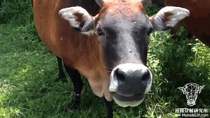cow eating on Make a GIF