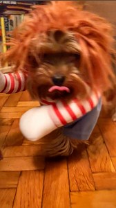 Who got scared this time? I didn’t expect that 🎃👻😱 . . . #lovemyyorkie #собакадругчеловека #собакаулыбака #йоркширскийтерьер #йоркимоялюбовь #йоркомания #йоркирулят #yorkielove #yorkiepuppy #yorkshireterrier #мійпесик #цуценятя #yorkiegram #puppylove #жизньсобак #dogoftiktok #злойпес #любителисобак #happyyorkie #tiktokdog #ilovemydog #ヨーキー #цуценята #yorkies #ヨークシャーテリアl #shotoniphone #doghumor #halloween2024 #PawsAndBlessings | Donny Yorkie