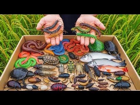 Part 11 Catching Colorful Centipede, Millipede, Snake, Turtle and more insect