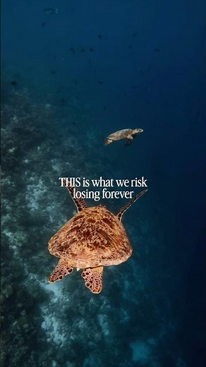 They Will All Die Without Our Help #ocean