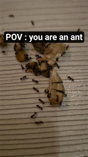 Our Pet Ants Love Sunflower Seeds! 🌻 #shorts