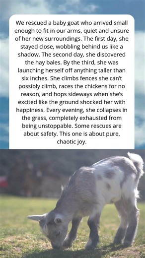 We Rescued a Baby Goat — And She Immediately Took Over the Farm