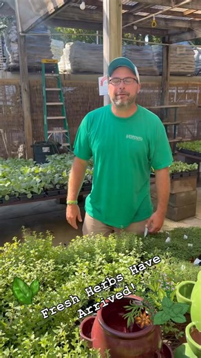 ✨ Fresh Herbs Have Arrived! ✨ A fresh shipment of herbs just landed at Esposito Garden Center! From basil to rosemary, thyme to mint—we’ve got everything you need to add flavor and fragrance to your garden (and your kitchen!).   Starting at just $4.99  Esposito Garden Center #FreshHerbs #GardenToTable #GrowYourOwn #EspositoGardenCenter #HerbGarden #FallPlanting | Esposito Lawn & Garden Center | Facebook