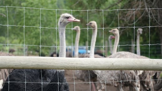 Why hundreds of B.C. ostriches were ordered to be culled | Hanomansing Tonight